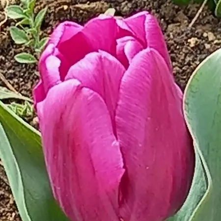 Stensi Atlantis Studia ラヴダ