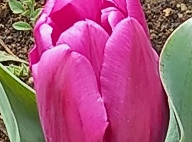 Stensi Atlantis Studia Ravda